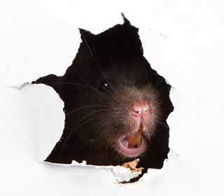 Rodent Proofing | Attic Cleaning Sherman Oaks, CA