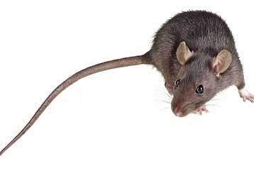 Rodent Proofing Services | Attic Cleaning Sherman Oaks, CA