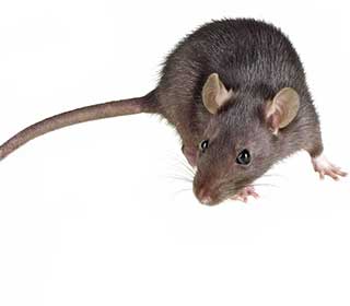 Protection from Rodents | Attic Cleaning Sherman Oaks, CA